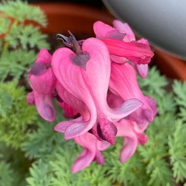 Lamprocapnos spectabilis  syn. Dicentra spectabilis