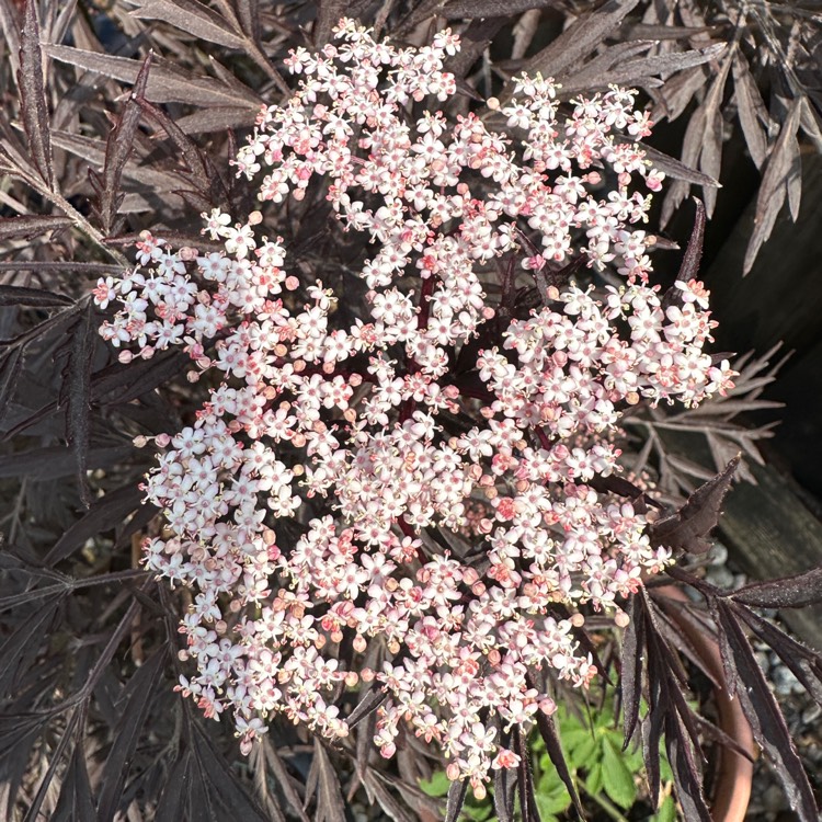 plant image 1672014