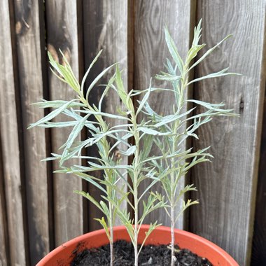 Artemisia Ludoviciana 'Silver Queen'