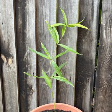 Polygonatum Zanlanscianense