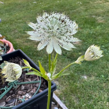 Astrantia 'Snow Star'