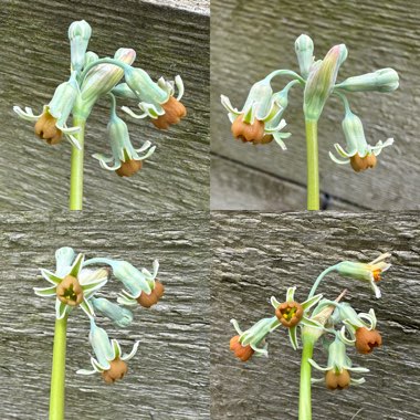 Tulbaghia Leucantha