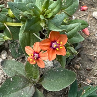 Anagallis arvensis