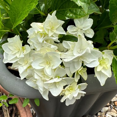 Hydrangea Double Dutch