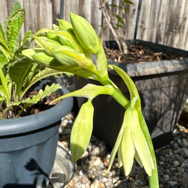 Galtonia Viridiflora