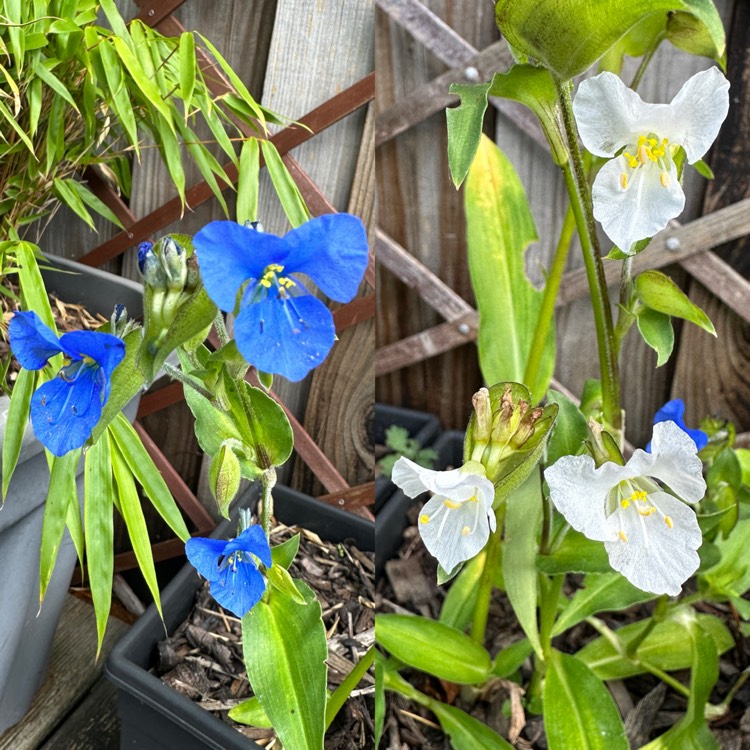 plant image 1700560