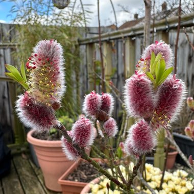 Salix gracilistyla 'Mount Aso'