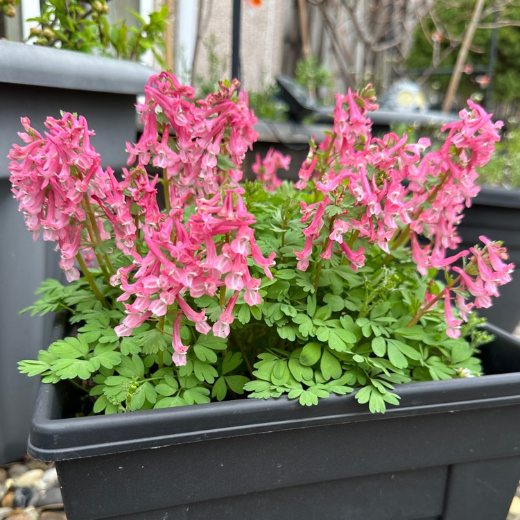 Plant image Corydalis solida 'Beth Evans'