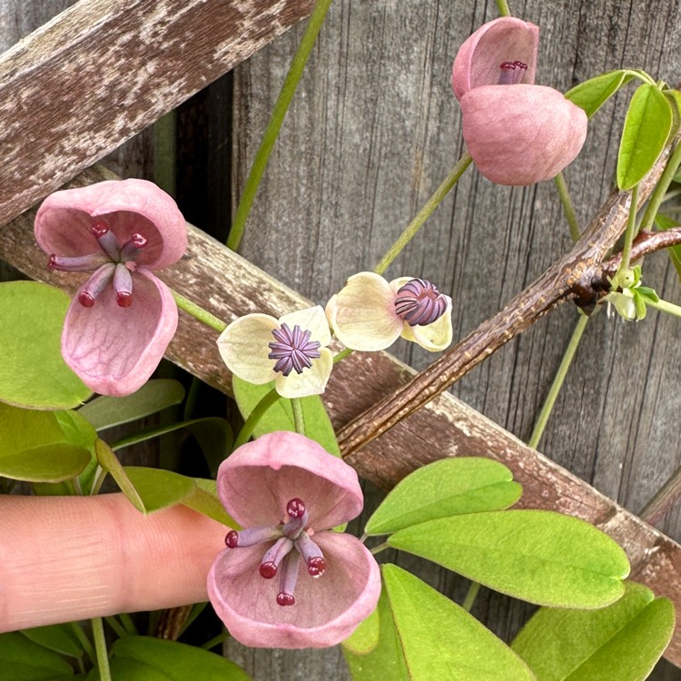 Plant image Akebia quinata