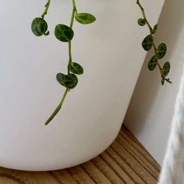 Peperomia prostrata