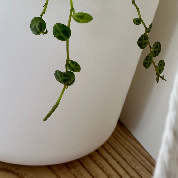 Plant image Peperomia prostrata