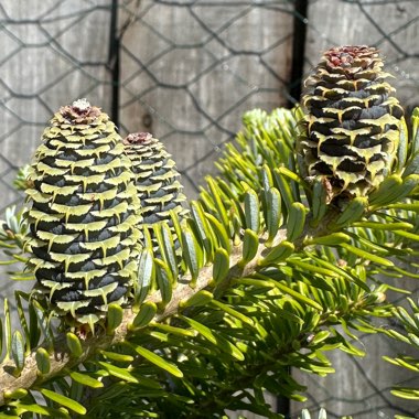 Abies koreana