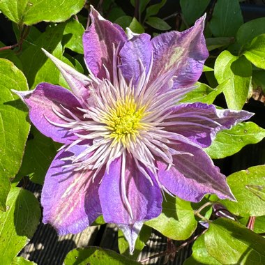 Clematis 'Crystal Fountain'™ evipo038