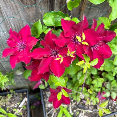 Clematis 'Picardy'™ evipo024