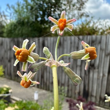 Tulbaghia Leucantha