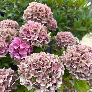 Hydrangea