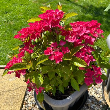 Hydrangea 'Shining Angel'