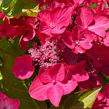 Hydrangea 'Shining Angel'