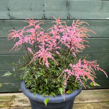 Dwarf False goat's beard 'Sprite'