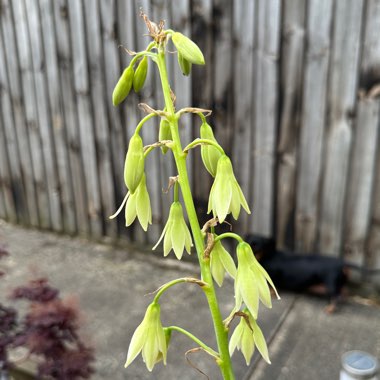 Green Flowered Galtonia