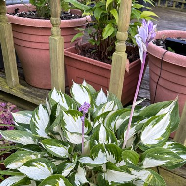 Plantain Lily 'Fire and Ice'