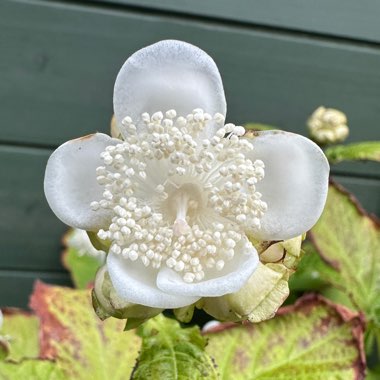 False hydrangea