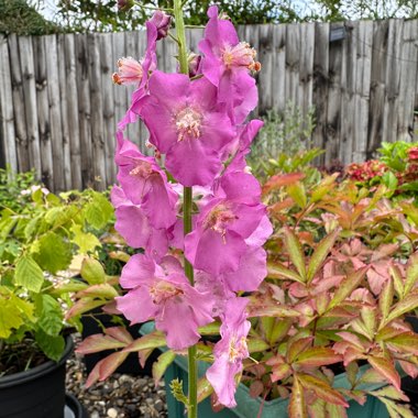 Mullein pheoniceum hybrid mix