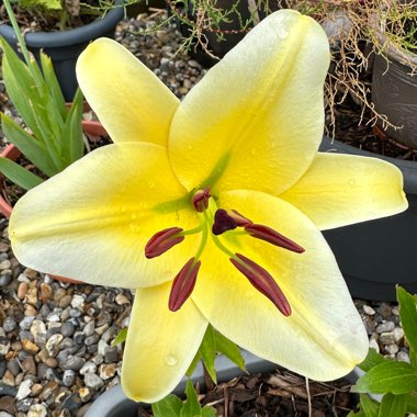 Lily 'Yellow Rocket' (Other)