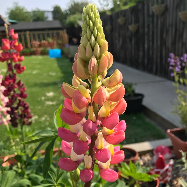 Lupinus 'Tutti Frutti', Lupin 'Tutti Frutti' Mixed - uploaded by @kez001uk