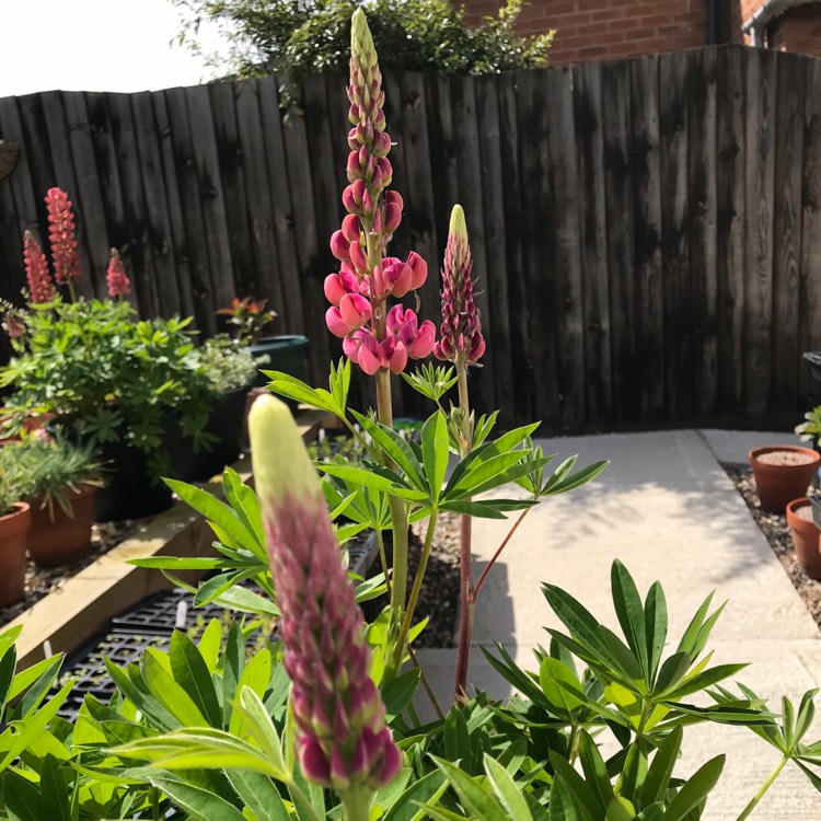 Plant image Lupinus 'Band of Nobles Mixed'