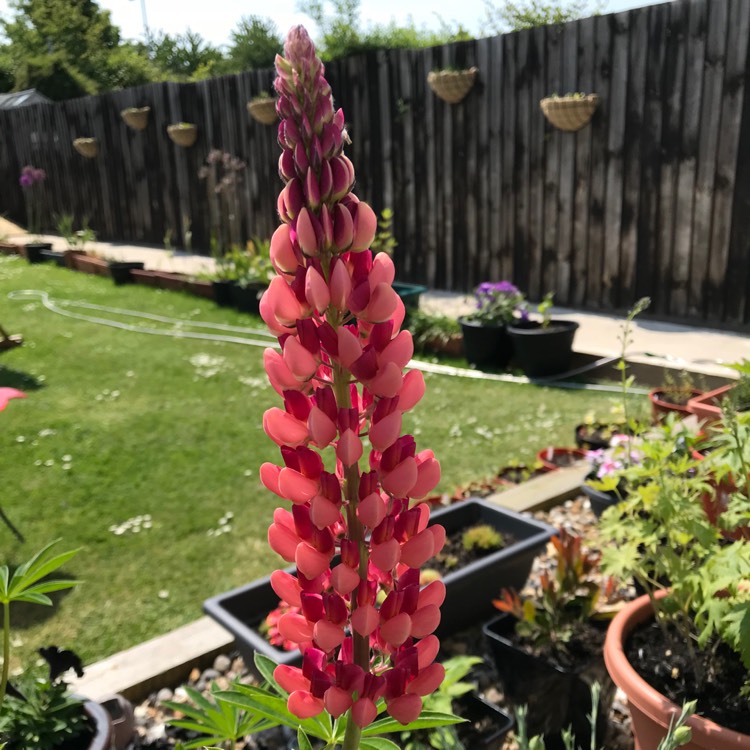 Plant image Lupinus 'Band of Nobles Mixed'