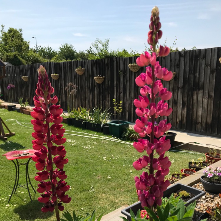 Plant image Lupinus 'Band of Nobles Mixed'