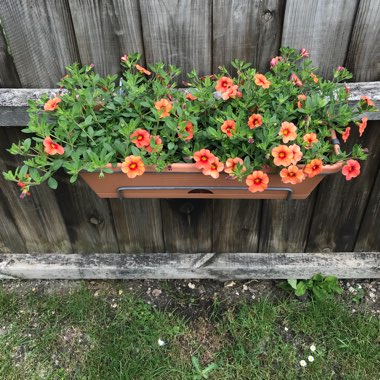 Calibrachoa