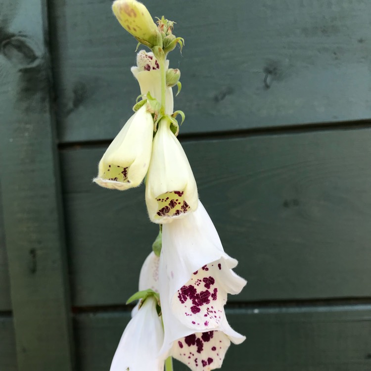 Plant image Digitalis purpurea 'Dalmatian White'