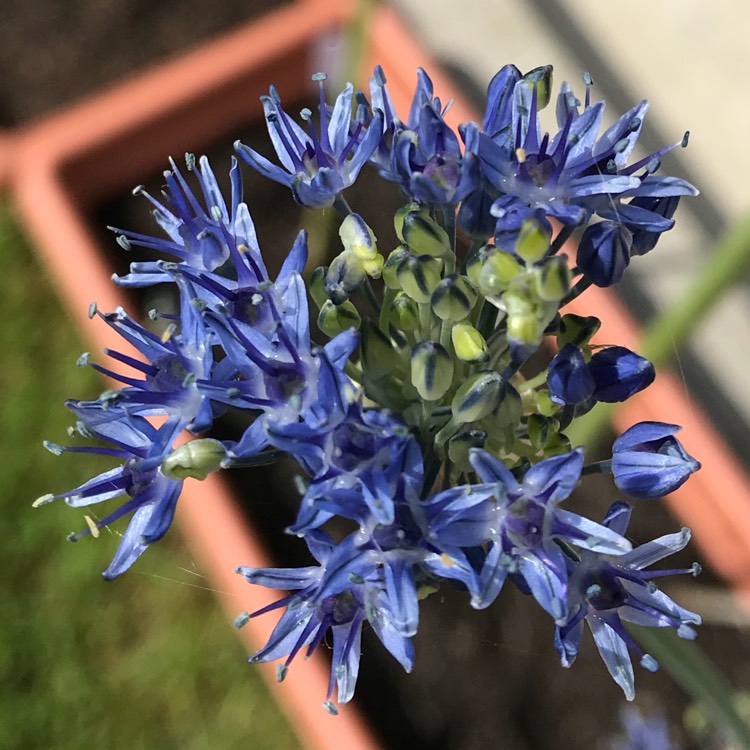 Plant image Allium caeruleum syn. Allium azureum, Allium caeruleum azureum, Allium coerulescens