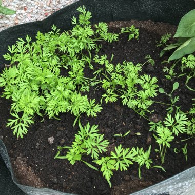 Daucus carota subsp. sativus 'Sugarsnax 54'