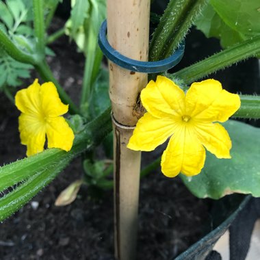 Cucumis Sativus 'Marketmore'