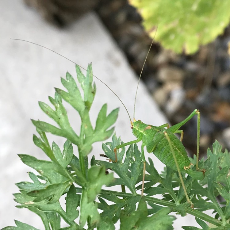 Plant image Daucus carota subsp. sativus 'Sugarsnax 54'