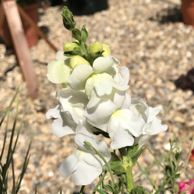 Plant image Antirrhinum majus 'Royal Bride'