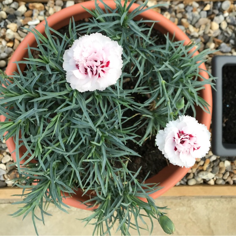 Plant image Dianthus plumarius 'Cranmere Pool'