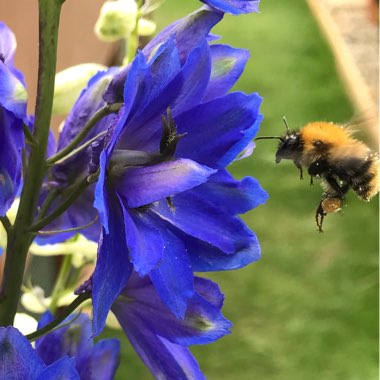 Delphinium 'Pacific Giants'