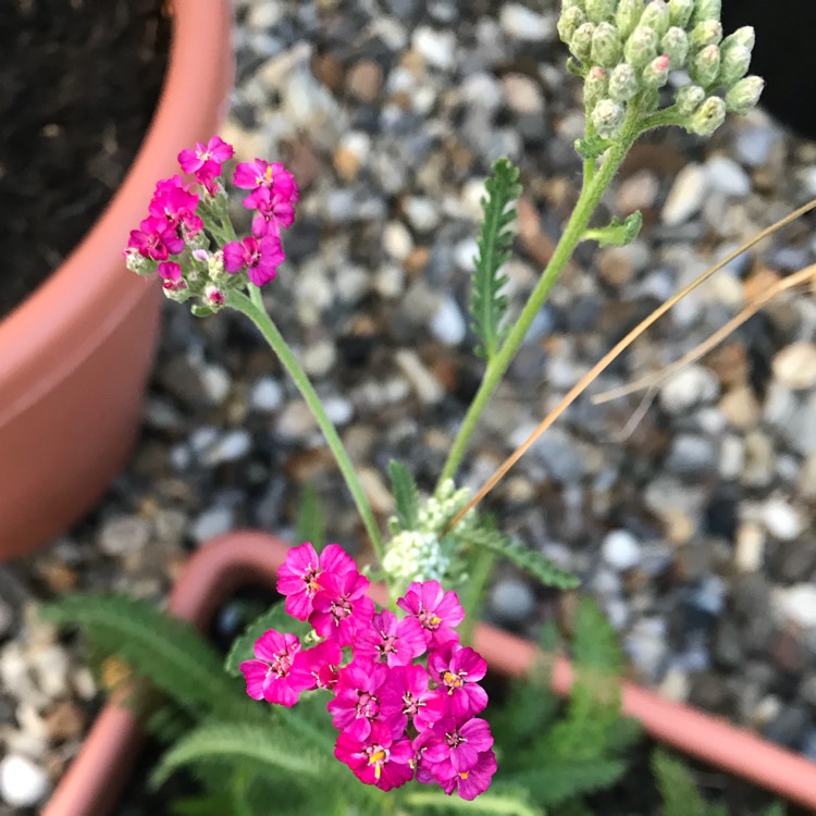 Plant image Achillea millefolium 'Summer Berries' mix