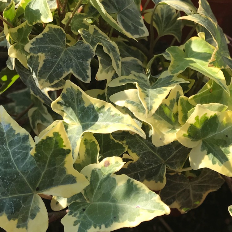 Plant image Hedera helix 'Yellow Ripple'