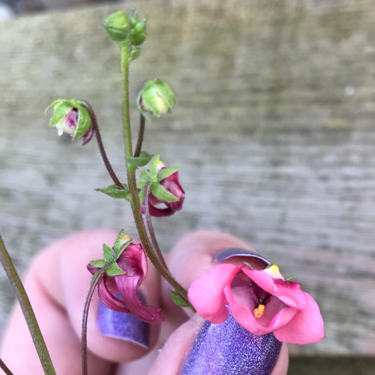 Plant image Diascia