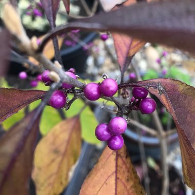 Callicarpa bodinieri var giraldii 'Profusion' syn. Callicarpa bodinieri 'Profusion'