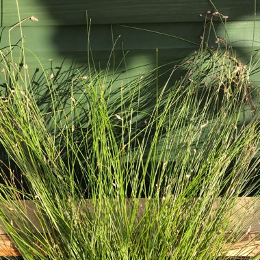 Isolepis Cernua 'Fairy Lights'