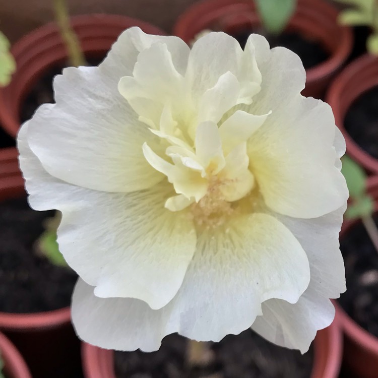 Plant image Alcea rosea 'Majorette Group'