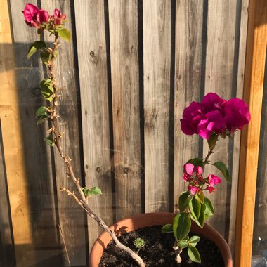 Bougainvillea