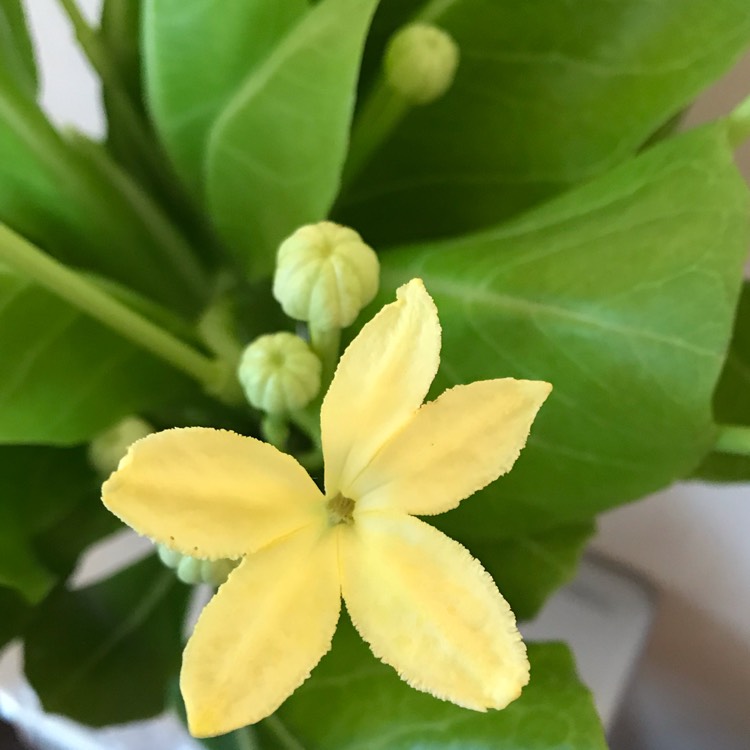 Plant image Brighamia insignis