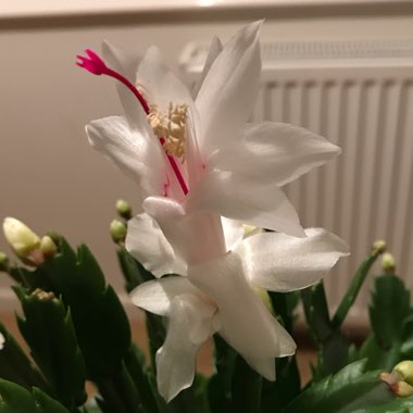 Schlumbergera truncata